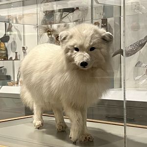 Arctic Fox