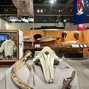 Bowhead Whale skull Arctic Alaska