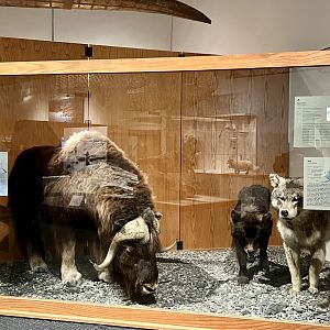 Muskox and Wolves