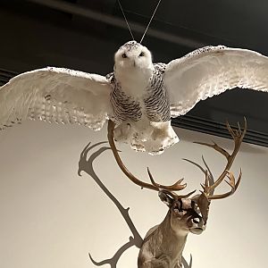 Snowy Owl and Caribou headmount