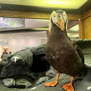 Tufted Puffin