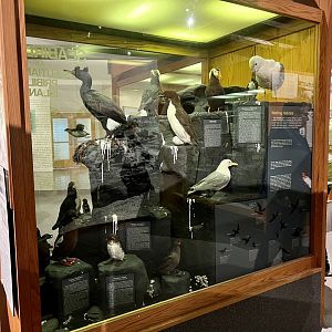 Seabird Display