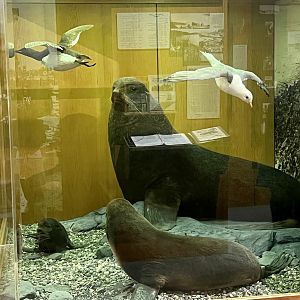 Fur Seal Display