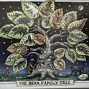 The Bears and their cousins