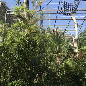Buff cheeked gibbon enclosure