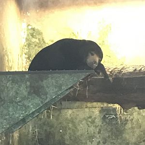 Sun bear “Babu”
