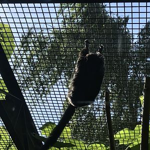 Goeldi’s monkey