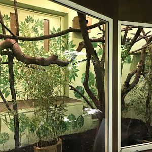 Goeldi’s monkey indoors