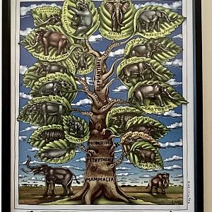 Elephants and their cousins