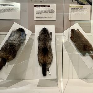 Alaskan Marmots