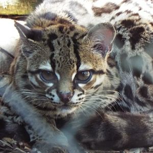 Margay, Exmoor Zoo