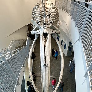 Bowhead Whale