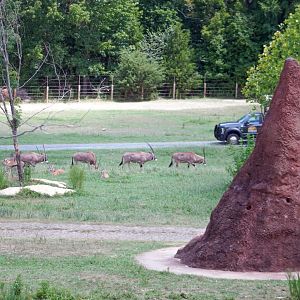 Aug. 2022 - Watani Grasslands Reserve - 25 Acre Savanna (8 Species)