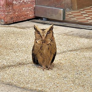 Sunda Scops Owl (Otus lempiji)
