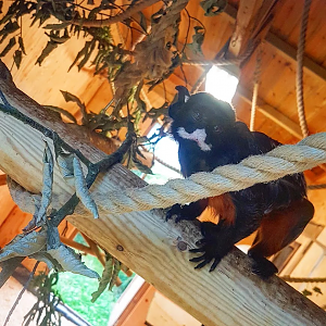 Red-Bellied Tamarin (Saguinius labiatus)