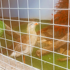 Red-legged Seriema (Carima christata)