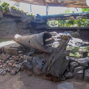 Small-clawed Otter exhibit