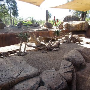 Meerkat enclosure