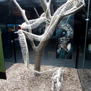 Reticulated Python Skeleton