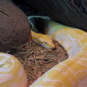 Amelanistic Reticulated Python