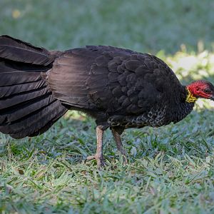 Australian Brush Turkey
