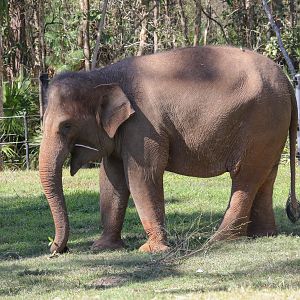 Sumatran Elephant