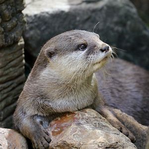 Small-clawed Otter