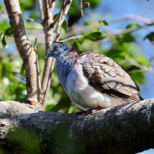 Bar-shouldered Dove