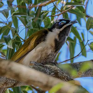 Blue-faced Honeyeater (wild bird)
