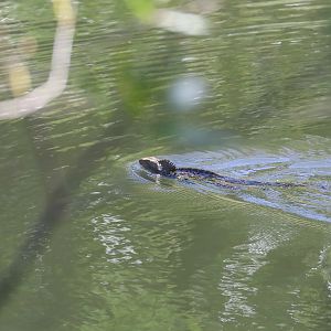 Eastern Water Dragon (wild)