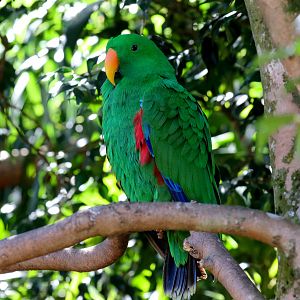Eclectus Parrot