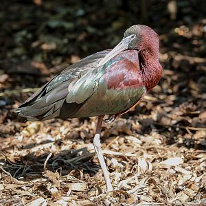 Glossy Ibis