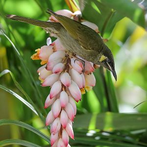 Lewin's Honeyeater (wild bird)
