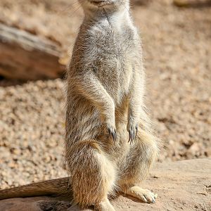 Meerkat