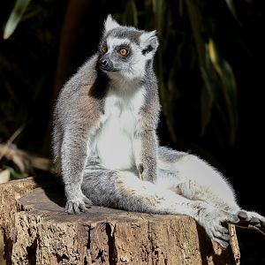 Ring-tailed Lemur