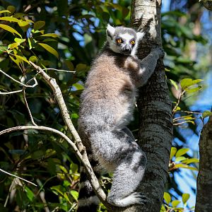 Ring-tailed Lemur