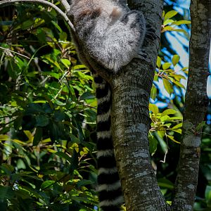 Ring-tailed Lemur
