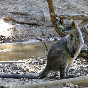 Swamp Wallaby
