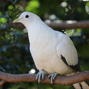 Torresian Imperial Pigeon