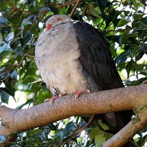 White-headed Pigeon