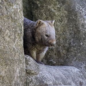Common Wombat