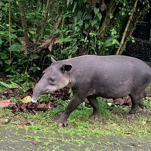 May 2022- Baird’s tapir