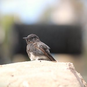 Black Phoebe