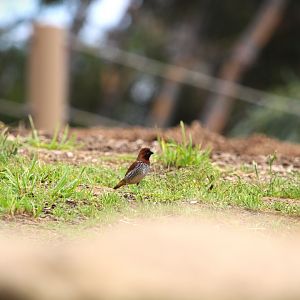 Scaly-breasted Munia