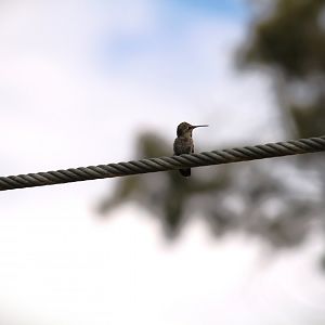 Anna's Hummingbird