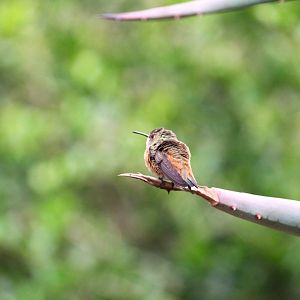 Allen's Hummingbird