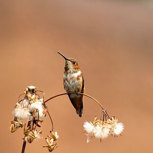 Allen's Hummingbird