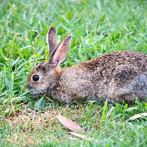 Brush Rabbit