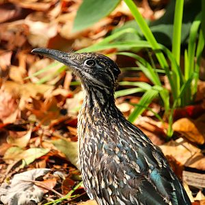 Greater Roadrunner
