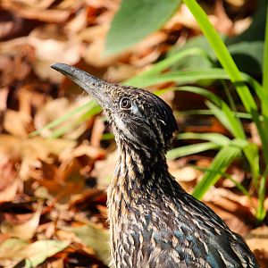 Greater Roadrunner